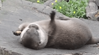 otter-playing-with-pebble-gif